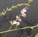 Live Plant Image