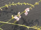 Live Plant Image