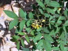 Live Plant Image