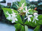 Live Plant Image