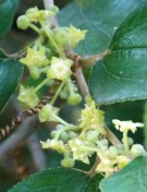 Live Plant Image