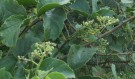 Live Plant Image
