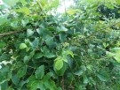 Live Plant Image