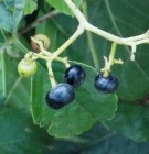 Live Plant Image