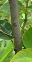 Live Plant Image