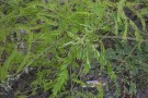 Live Plant Image