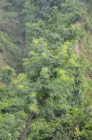 Live Plant Image