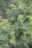 Live Plant Image
