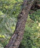 Live Plant Image