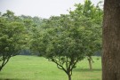 Live Plant Image