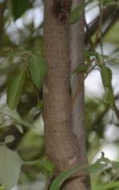 Live Plant Image