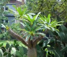 Live Plant Image
