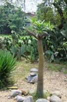 Live Plant Image