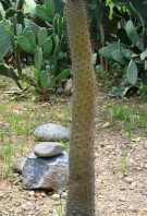 Live Plant Image