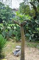 Live Plant Image