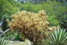 Live Plant Image