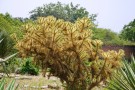 Live Plant Image