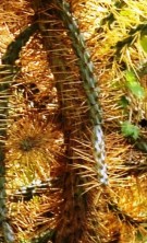 Live Plant Image
