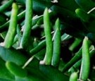 Live Plant Image