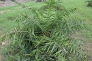 Live Plant Image