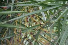 Live Plant Image