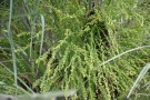 Live Plant Image