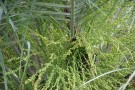 Live Plant Image