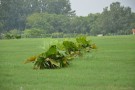 Live Plant Image