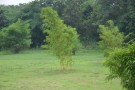 Live Plant Image