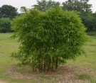 Live Plant Image