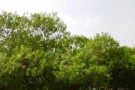 Live Plant Image