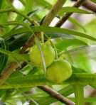 Live Plant Image