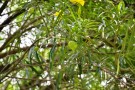 Live Plant Image