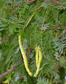 Live Plant Image