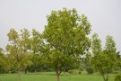 Live Plant Image