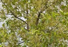 Live Plant Image