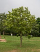 Live Plant Image