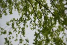 Live Plant Image