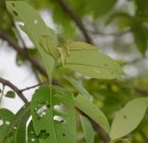Live Plant Image