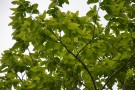 Live Plant Image