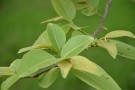 Live Plant Image