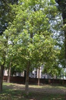 Live Plant Image