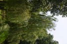Live Plant Image