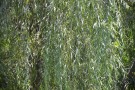 Live Plant Image
