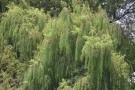 Live Plant Image