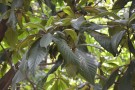Live Plant Image