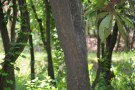 Live Plant Image