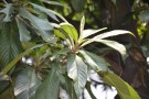 Live Plant Image