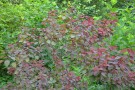 Live Plant Image