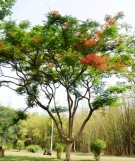 Live Plant Image